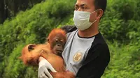 Orangutan Sumatera dikembalikan ke habitatnya (Liputan6.com / Reza Efendi)
