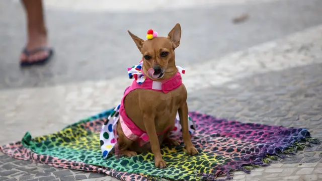 Aneka Gaya Anjing yang Lucu dan Menggemaskan di Karnaval Blocao
