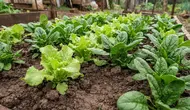 Memperbaiki Tanah Liat untuk Berkebun, Ini Bahan yang Sebaiknya Dihindari