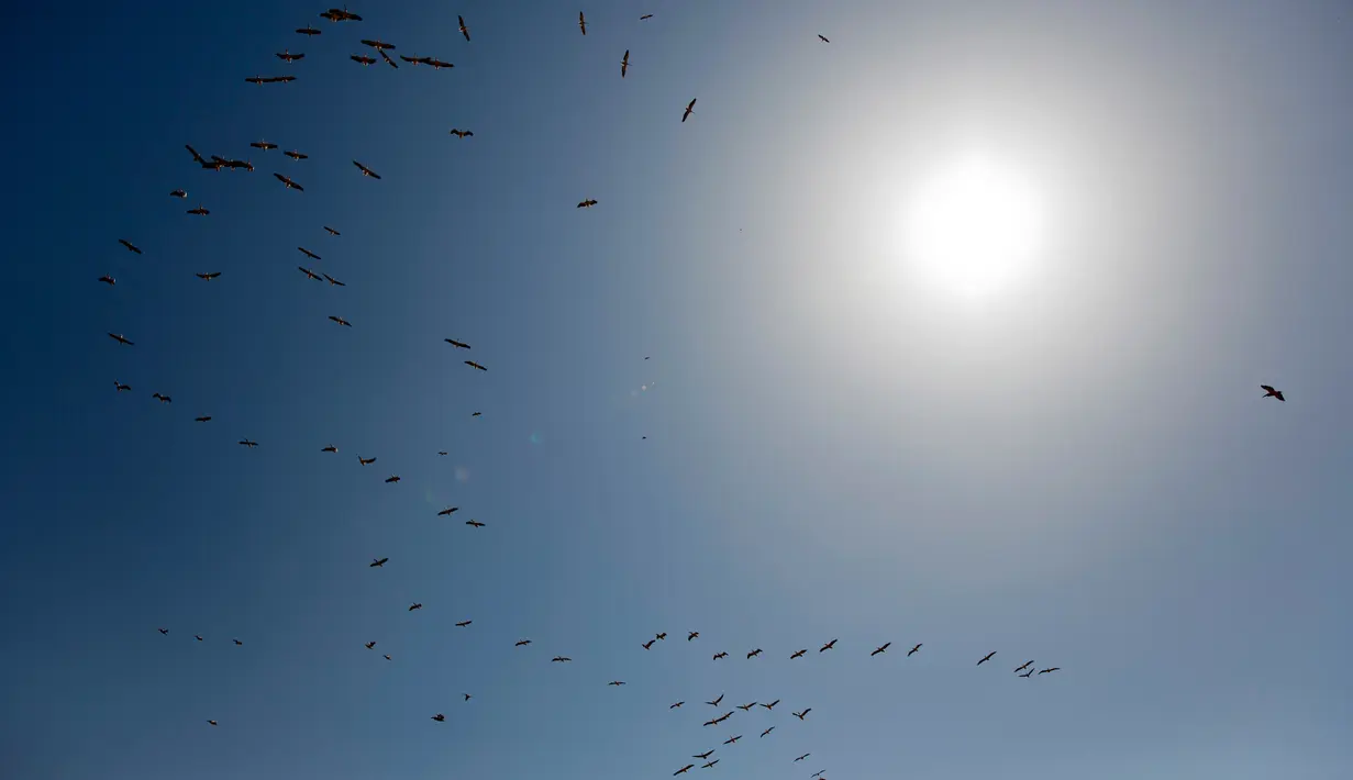 Sekumpulan pelikan terbang diatas waduk Mishmar HaSharon sebelum migrasi ke Afrika, Israel, Kamis (13/10). Pelikan adalah burung air yang memiliki kantung di bawah paruhnya. (AP Photo/Ariel Schalit)