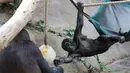 Anak gorila dataran rendah, Ajabu mengamati ayahnya menjilati es krim di Kebun Binatang Praha, Republik Ceko, Senin (6/8). Pengelola bonbin memberikan es krim dari buah-buahan agar binatangnya tidak tersiksa selama gelombang panas. (AP/Petr David Josek)