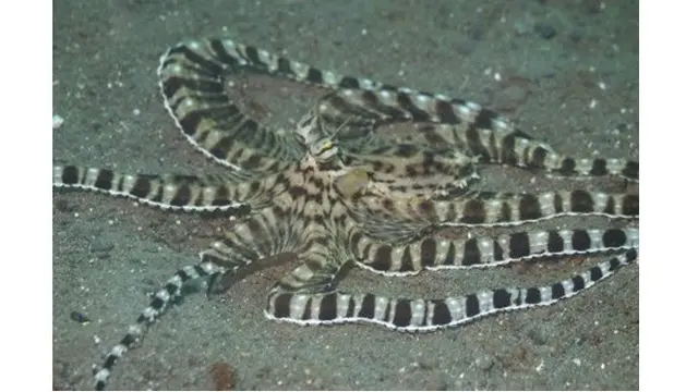 8 Hewan dengan Kemampuan Kamuflase Terbaik, Terlihat Alami