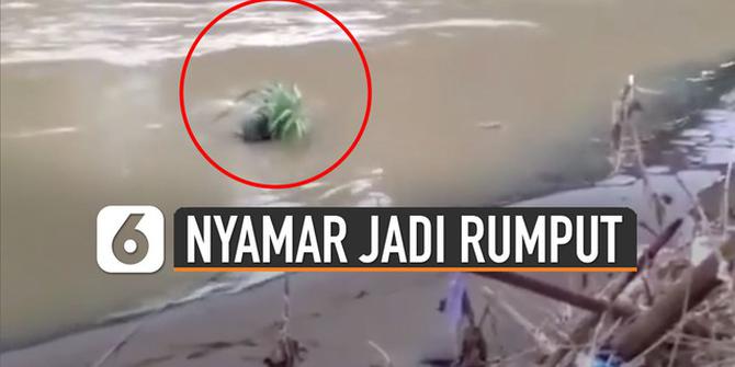 VIDEO: Pria Ini Pura-Pura Jadi Rumput Buat Tangkap Biawak