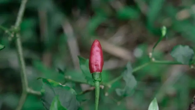 Ilustrasi Tanaman Cabai