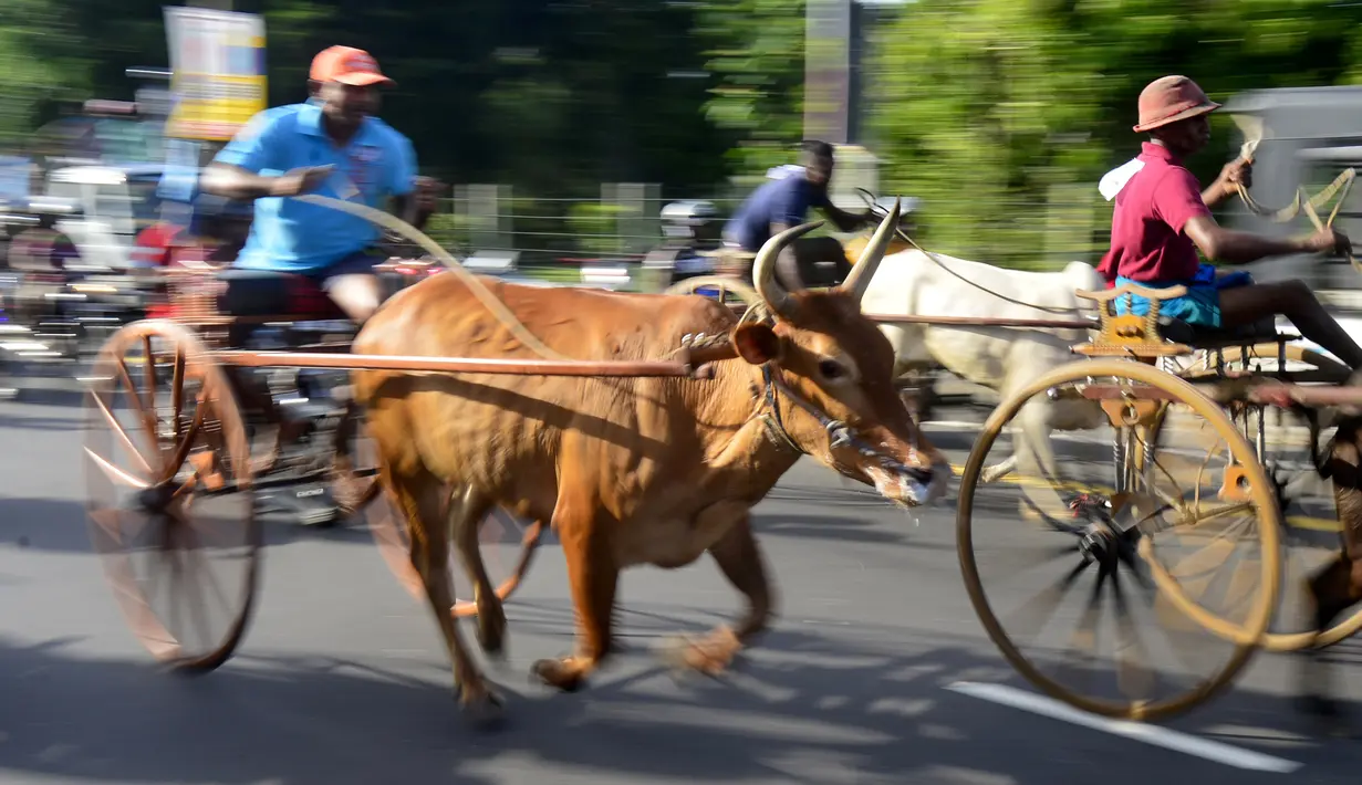 Sejumlah peserta ikut ambil bagian dalam perlombaan balap gerobak sapi di Kolombo, Sri Lanka, Sabtu (20/4). Festival tradisional ini digelar untuk merayakan Tahun Baru umat Hindu, Sinhala dan Tamil di Sri Lanka. (LAKRUWAN WANNIARACHCHI/AFP)