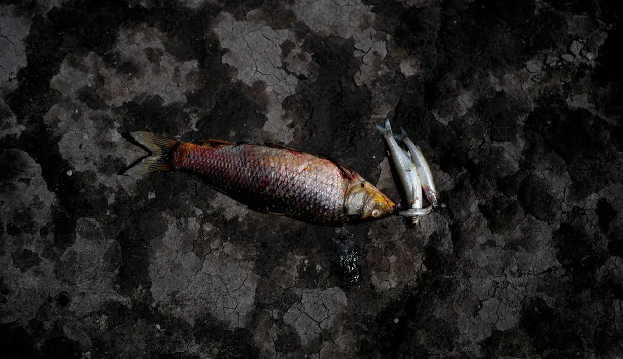 Ikan mati mengapung di tepi Sungai Salado, Provinsi Buenos Aires, Argentina, 22 Januari 2023. (AP Photo/Natacha Pisarenko)