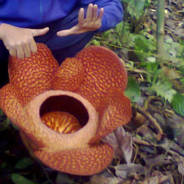 Jarang Terjadi Bunga Rafflesia Kelopak 6 Mekar Di Bengkulu Regional Liputan6 Com