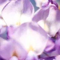 Wisteria Flower (L'Occitane en Provence).