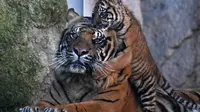 Anak harimau Sumatra di kebun binatang Roma, Italia melakukan debut publiknya pada Kamis (7/3/2024), tiga bulan setelah kelahirannya (Xinhua).