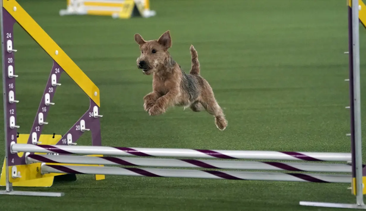 Seekor Lakeland Terrier berlomba saat Kejuaraan Kelincahan Master Tahunan ke-8 dalam Westminster Kennel Club Dog Show di Lyndhurst Estate, Tarrytown, New York, AS, 11 Juni 2021. Pandemi COVID-19 membuat Westminster Kennel Club Dog Show tahun ini digelar tanpa penonton. (TIMOTHY A. CLARY/AFP)