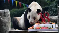 Panda raksasa Xinxing menikmati kue ulang tahun spesialnya di Kebun Binatang Chongqing di Kota Chongqing, China pada 16 Agustus 2020. "Nenek panda" yang menjadi bintang di kebun binatang itu pada Minggu (16/8) berulang tahun ke-38, setara usia 110-150 tahun pada manusia. (Xinhua/Tang Yi)