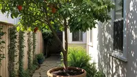 6 Cara Menanam Buah Bisbul di Pekarangan Rumah, Tumbuh Subur dan Panen Melimpah