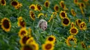 Emma Fischer (5) berlarian melalui ladang bunga matahari di Grinter Farms, dekat Lawrence, Kansas, 8 September 2018. Ladang bunga Matahari itu menarik wisatawan pada akhir pekan selama musim panas saat bunga-bunga bermekaran. (AP Photo/Charlie Riedel)