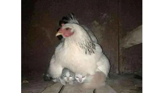 Kelakuan ayam (Sumber: Brightside)