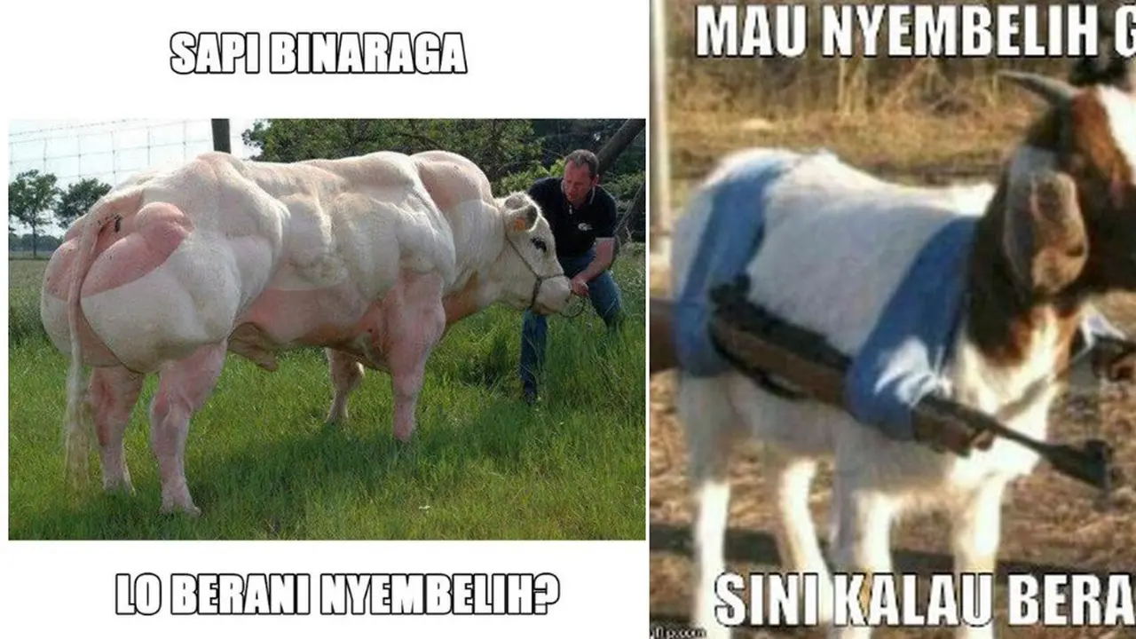 Gambar Lucu Hewan Kurban Idul Adha