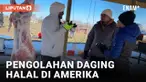 Permintaan daging halal di Amerika Serikat terus berkembang. Bagaimana kah proses penyembelihan hewan sesuai agama Islam di Amerika? Tim VOA mengajak Anda ke peternakan dan rumah potong halal di Union Bridge, Maryland.