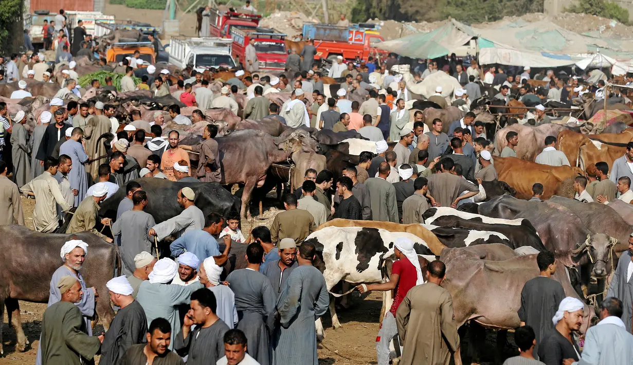 Suasana di pasar ternak untuk hewan kurban menjelang perayaan Idul Adha di Desa Al Manashi di Giza, Kairo, Mesir, Rabu (7/9). (REUTERS/Mohamed Abd El Ghany)