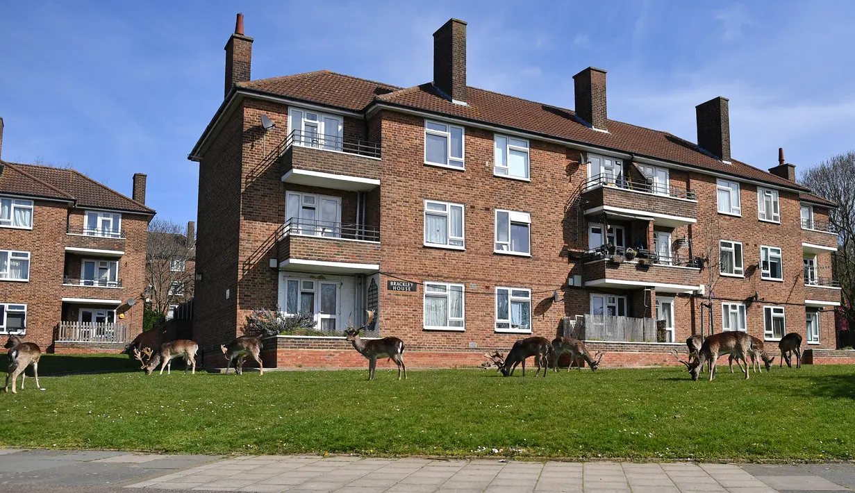 Kawanan rusa jenis fallow (Dama dama) mencari rumput di depan halaman perumahan di Harold Hill, London, 4 April 2020. Rusa yang diyakini berasal dari Taman Dagnam itu kini berada di dekat area perumahan yang sepi saat Inggris memberlakukan lockdwon selama pandemic corona Covid-19. (Ben STANSALL/AFP)