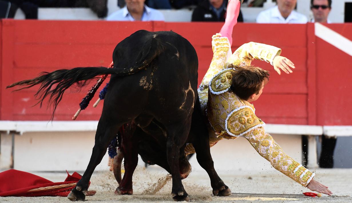Seorang matador dari Prancis Andy Younes ditanduk oleh banteng Spanyol Jandilla saat kompetis Feria du Riz di Arles, Prancis (4/1). Matador muda ini tersungkur ke tanah usai ditanduk sang banteng. (AFP/Boris Horvat)