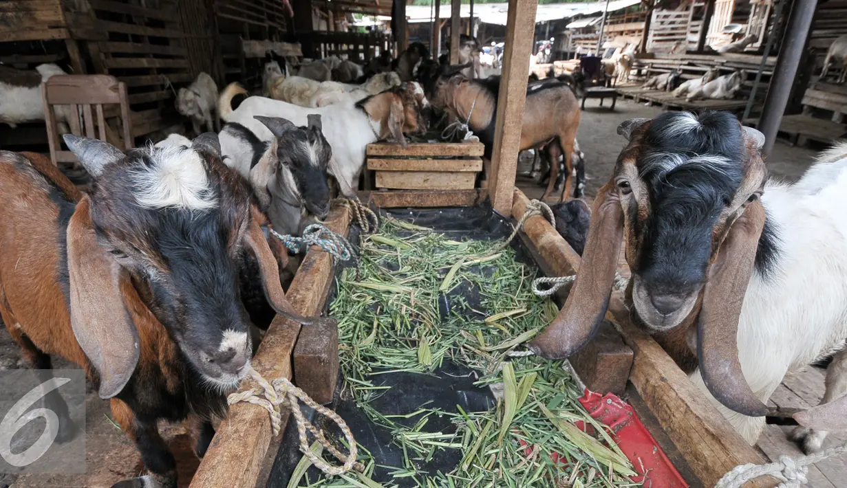 Sejumlah hewan kurban di kawasan Tanah Abang, Jakarta, Sabtu (3/9). Untuk harga Kambing dijual dengan harga Rp2,2-5,5 juta, sedangkan harga sapi Rp18-35 juta. (Liputan6.com/Yoppy Renato)