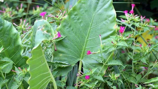 Manfaat daun talas untuk kesehatan