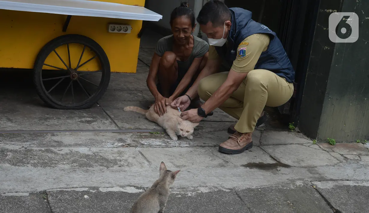 Petugas menyuntikkan vaksin rabies pada seekor kucing peliharaan warga di kelurahan Bukit Duri, Jakarta, Selasa (24/8/2021). Dinas Ketahanan Pangan, Kelautan, dan Pertanian (KPKP) memberikan vaksinasi rabies bagi hewan peliharaan warga untuk mengantisipasi penyakit rabies. (merdeka.com/Imam Buhori)