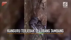 Seekor kanguru terjebak di lubang tambang di Australia.