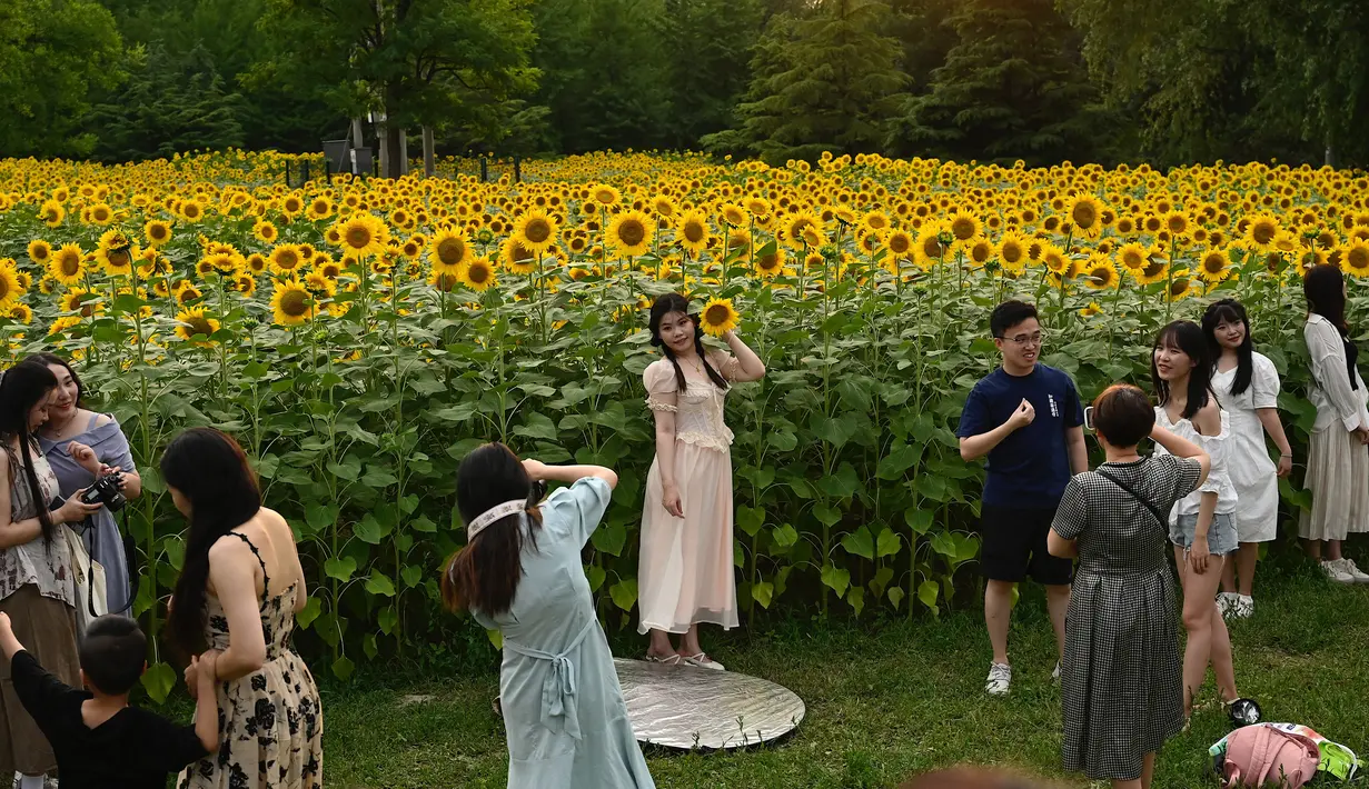 Wisatawan mengunjungi ladang bunga matahari di sebuah taman di Beijing pada 2 Juli 2023. (Photo by Jade Gao / AFP)