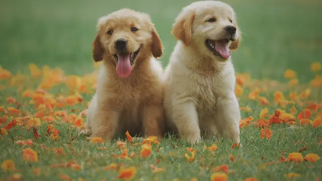 kepribadian berdasarkan anjing favorit