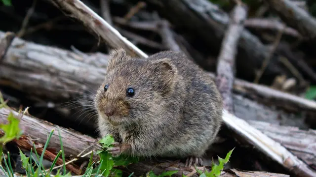 Tikus - Vania