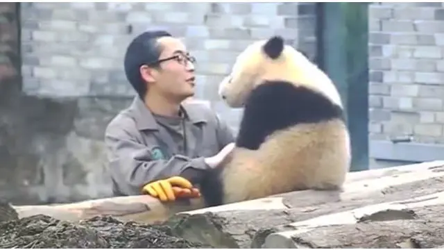 Sang pawang harus berpisah dengan hewan peliharaannya, karena panda tersebut akan agresif jika beranjak dewasa.