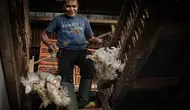Pedagang Akui Harga Ayam Masih Tinggi di Rp 44 Ribu per Kilogram