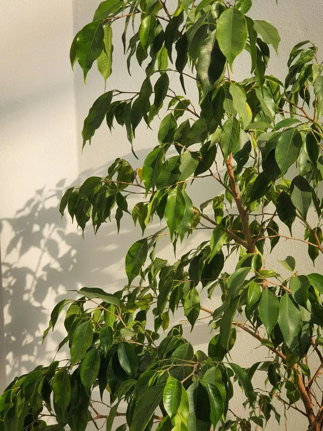 Pohon Beringin