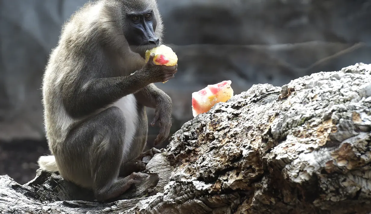 Seekor babon memakan buah beku di kebun binatang Bioparc di Valencia. Italia (23/7). Pemberian makanan beku ini dikarenakan suhu panas yang melanda Italia. (AFP PHOTO / Jose Jordan)