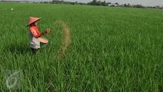 Petani memupuk tanaman padi di Karawang, Jawa Barat, Senin (4/7). Untuk mencapai target swasembada pangan 2016, pemerintah telah mengalokasikan anggaran sebesar Rp 20 triliun. (Liputan6.com/Gempur M Surya)