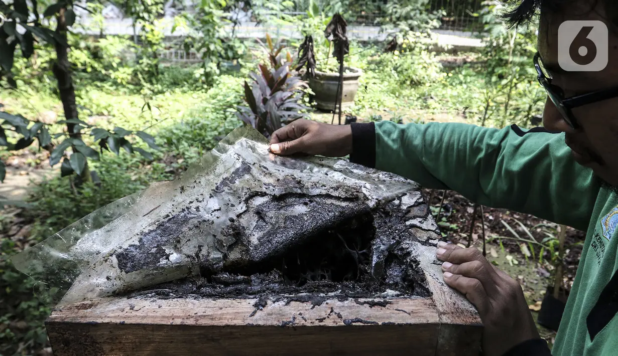 Petugas Kelompok Tani Hutan Lestari membuka sarang lebah trigona di Hutan Kota Srengseng, Jakarta Barat, Sabtu (30/7/2022). Dinas Pertamanan dan Hutan Kota DKI Jakarta membudidayakan lebah trigona yang hasil produksinya dijual seharga Rp 125.000 per 300 mili liter dan menjadi salah satu wisata alternatif di Jakarta. (Liputan6.com/Johan Tallo)