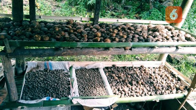Porang Primadona Baru Petani Desa Rana Kulan Manggarai Timur Regional Liputan6 Com