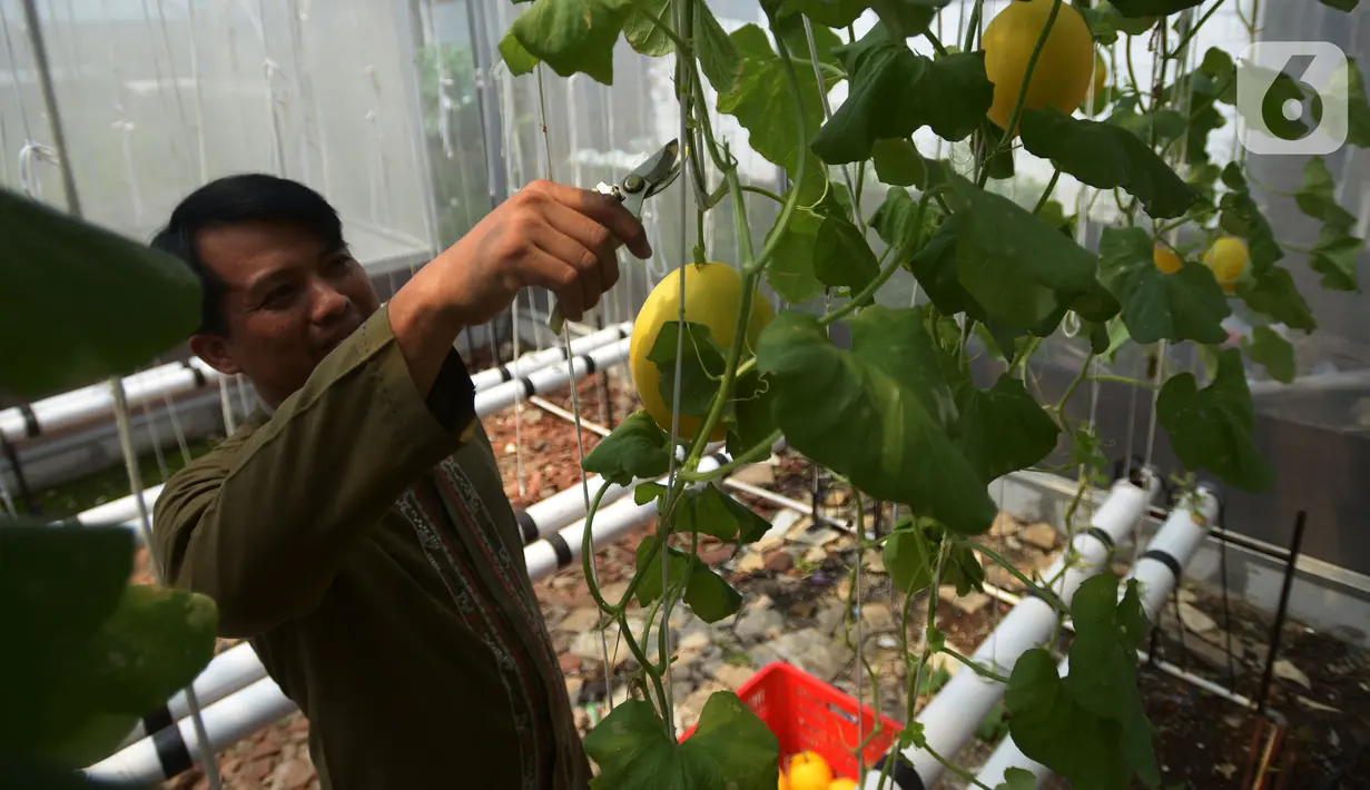 Seorang petani kota memanen buah Melon Golden di kawasan  pemukiman  pemulung, Jakarta, Jumat (18/11/2022). Penanaman buah melon dengan sistem hidroponik  mampu memanen  buah melon sebanyak 160 buah dengan masing-masing berat per buahnya antara 1 hingga 1,5 kilogram di lahan urban farming sempit. (merdeka.com/Imam Buhori)
