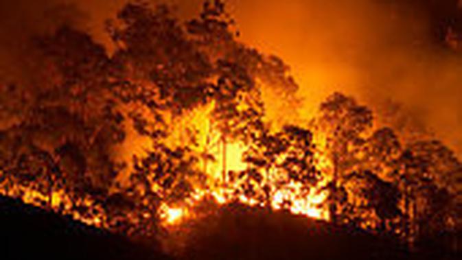 Kebakaran yang menghancurkan telah memusatkan perhatian pada perubahan iklim. (iStockphoto)