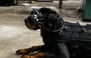Kantongi Rp 3,6 Triliun, AS Bikin Anjing Militer Hasil Rekayasa Genetika