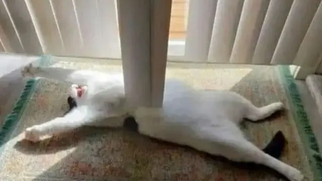 6 Potret Tingkah Kucing Putih Ini Nyeleneh Banget, Bikin Heran