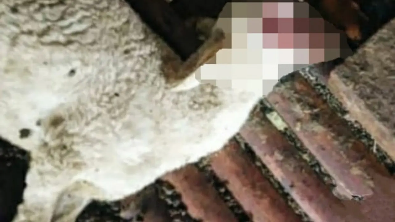 Kambing mati misterius di Banyuwangi dua matanya dicongkel dan kaki dipotong (Istimewa)