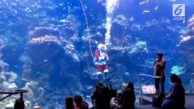 seorang Sinterklas menyelam untuk memberi makan biota laut di The California Academy Of Sciences