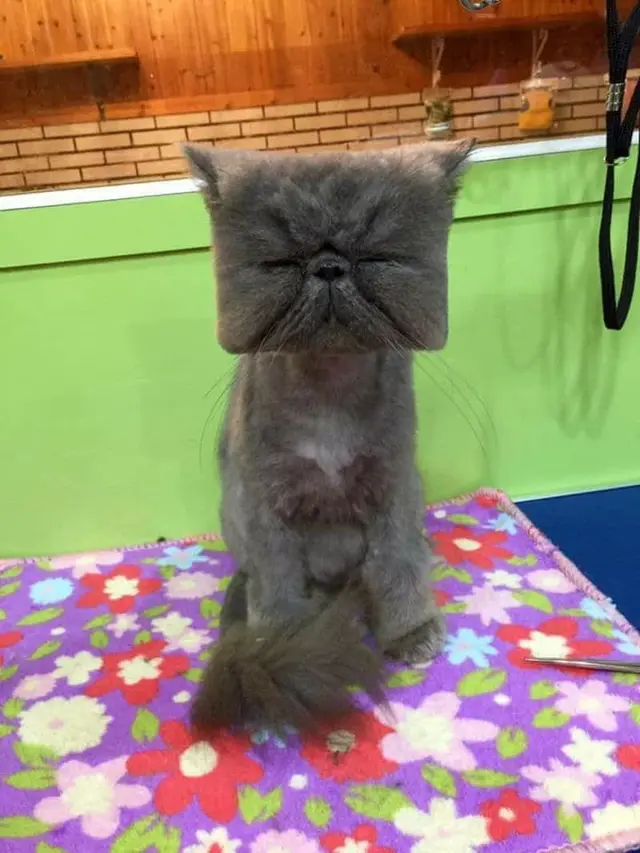 8 Potret Kucing Dicukur Bulunya, Penampilannya Bikin Kasihan