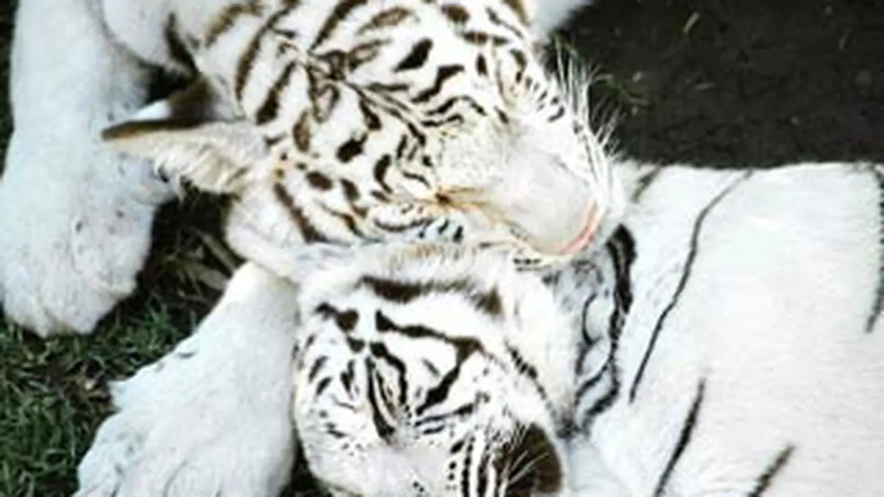 120629harimau-putih.jpg