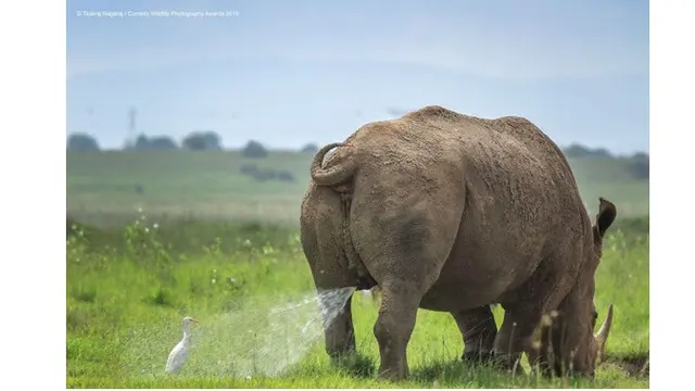6 Foto Pemenang Comedy Wildlife Photography Awards 2019, Bikin Ngakak