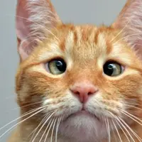 Mata boleh gak sinkron. Tapi para kucing ini tetap menawan hati kamu, lho.