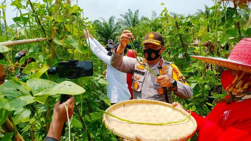 Kapolda Riau Irjen Pol Agung Imam Setya Effendi memanen kacang panjang di lahan Jaga Kampung di Rokan Hilir.