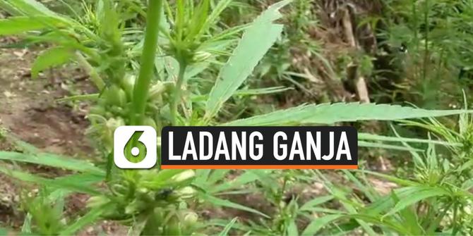 VIDEO: Pengungkapan 8 Hektare Ladang Ganja di Sumatera Utara
