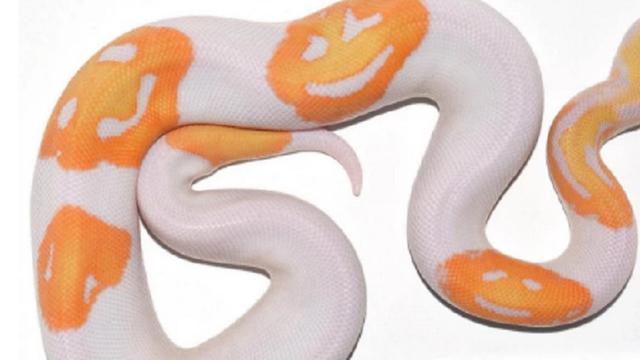 Unik, Ular Bermotif Emoji Senyum Ini Bikin Dijual Hingga Ratusan Juta
